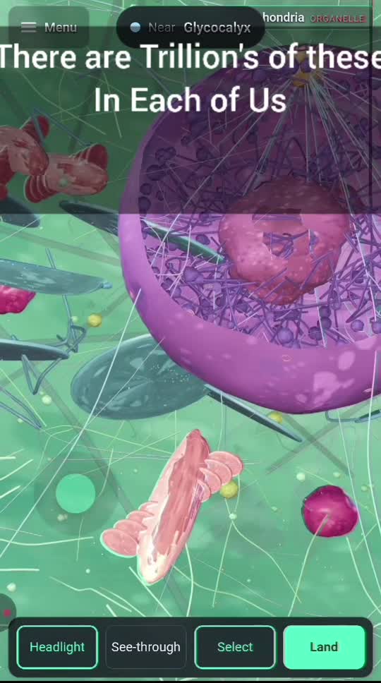 Inside the cell, organelles around the nucleus