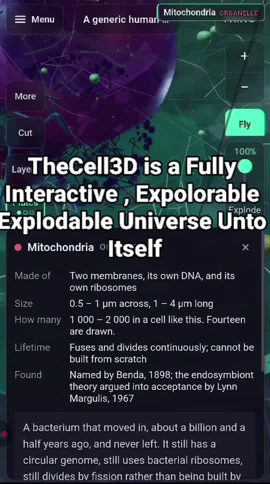 A mitochondrion selected, with its data panel